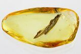 Two Fossil Leaves (Grass) in Baltic Amber #352798-1